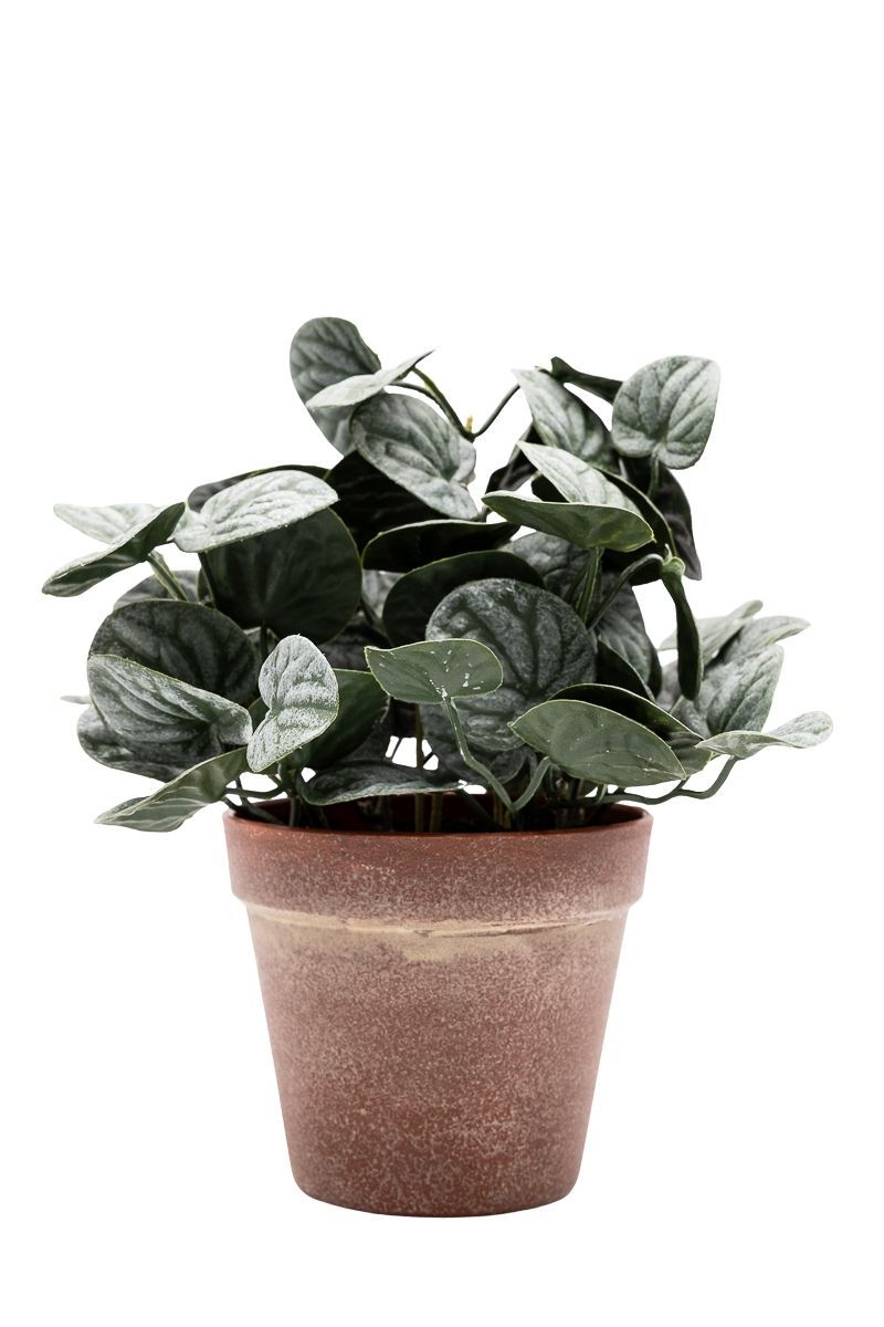 Vibrante Peperomia artificial