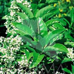 Viburnum Lucidum Odoratissimum
