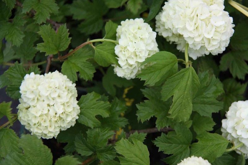 Viburnum opulus "Roseum"