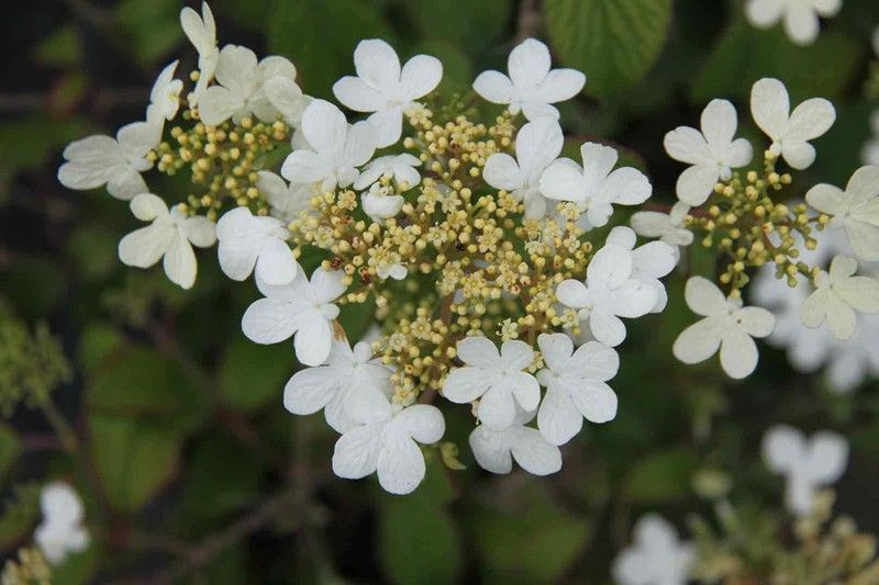 Viburnum plicatum 'Summer snowflakes', flor blanca