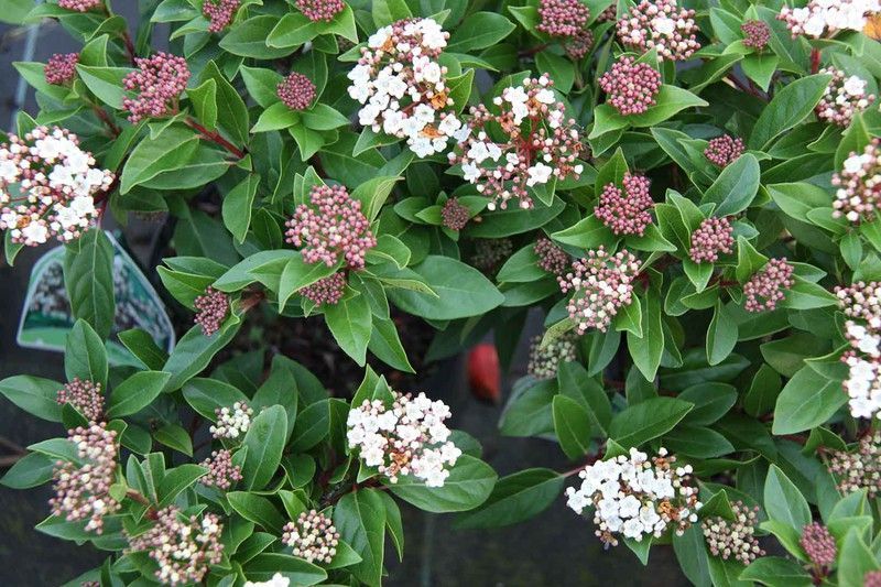 Viburnum tinus, durillo