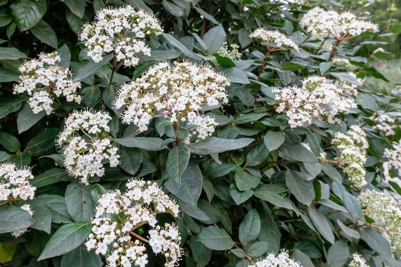 Viburnum tinus "Eve price"
