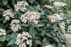 Viburnum tinus "Eve price"