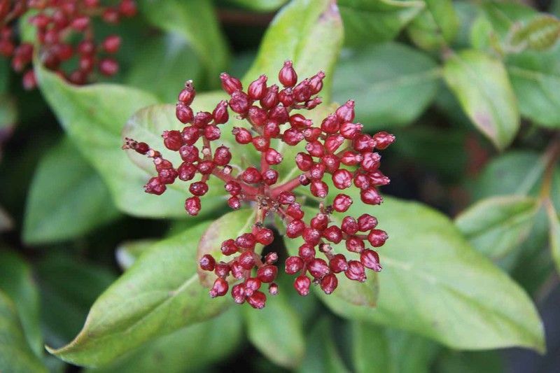 Viburnum tinus "Gwenllian", flor blanco-rosa