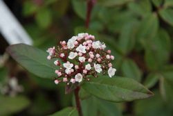 Viburnum tinus "Purpureum", Viburno púrpura