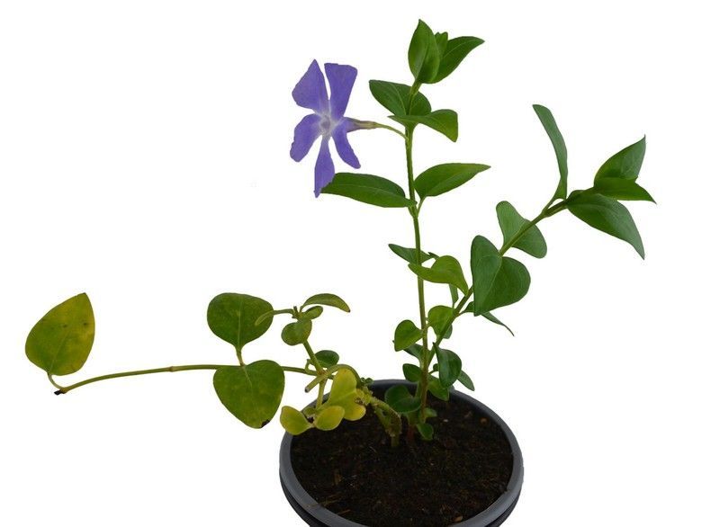 Vinca Menor Maceta Pequeña (10cm) Pamies Vitae