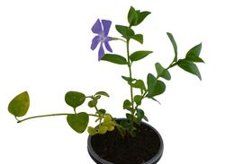 Vinca Menor Maceta Pequeña (10cm) Pamies Vitae