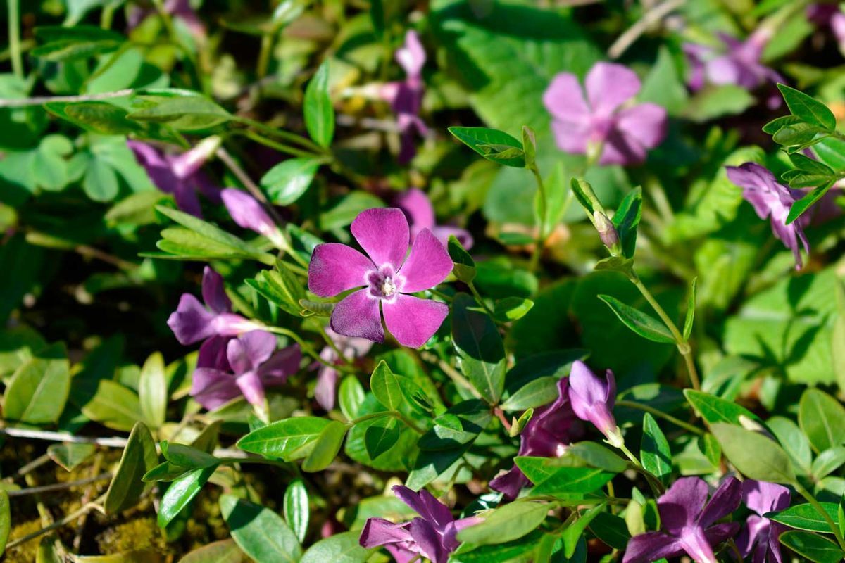 Vinca minor "Atropurpurea"