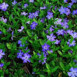 Vinca Minor Caja 15 uds.
