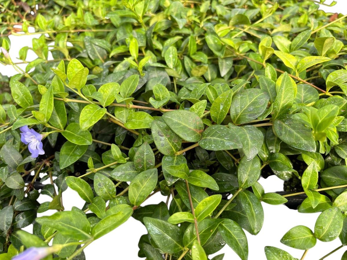 Vinca minor "La grave"