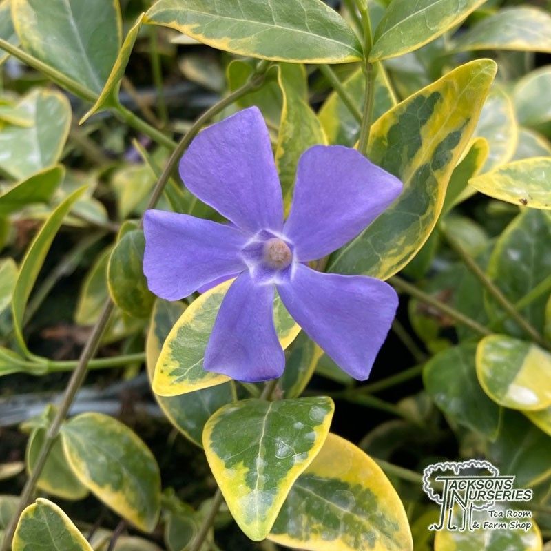 Vinca Minor Variegata Caja 15 uds.