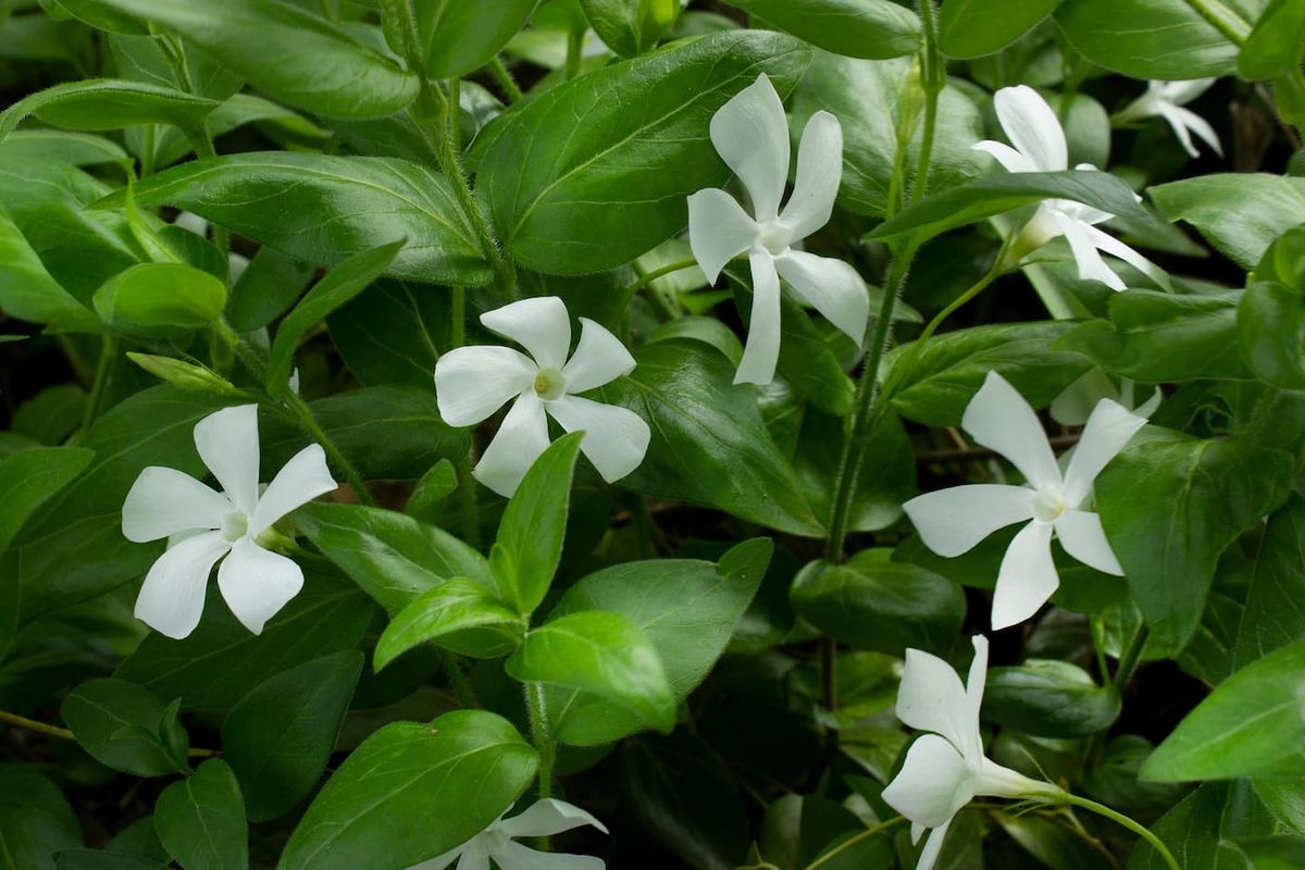 Vinca minor "White power"