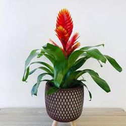 Vrieseas Carinata Christiane