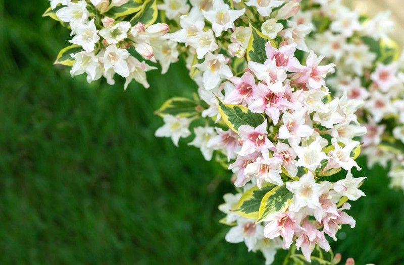 Weigela florida "Nana variegata"