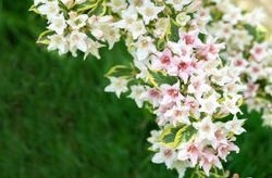 Weigela florida "Nana variegata"