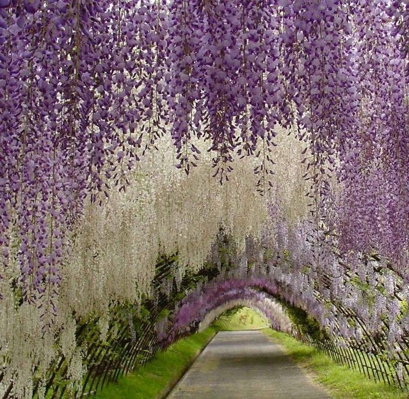 Wisteria Floribunda Glicinia