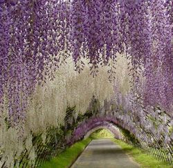 Wisteria Floribunda Glicinia