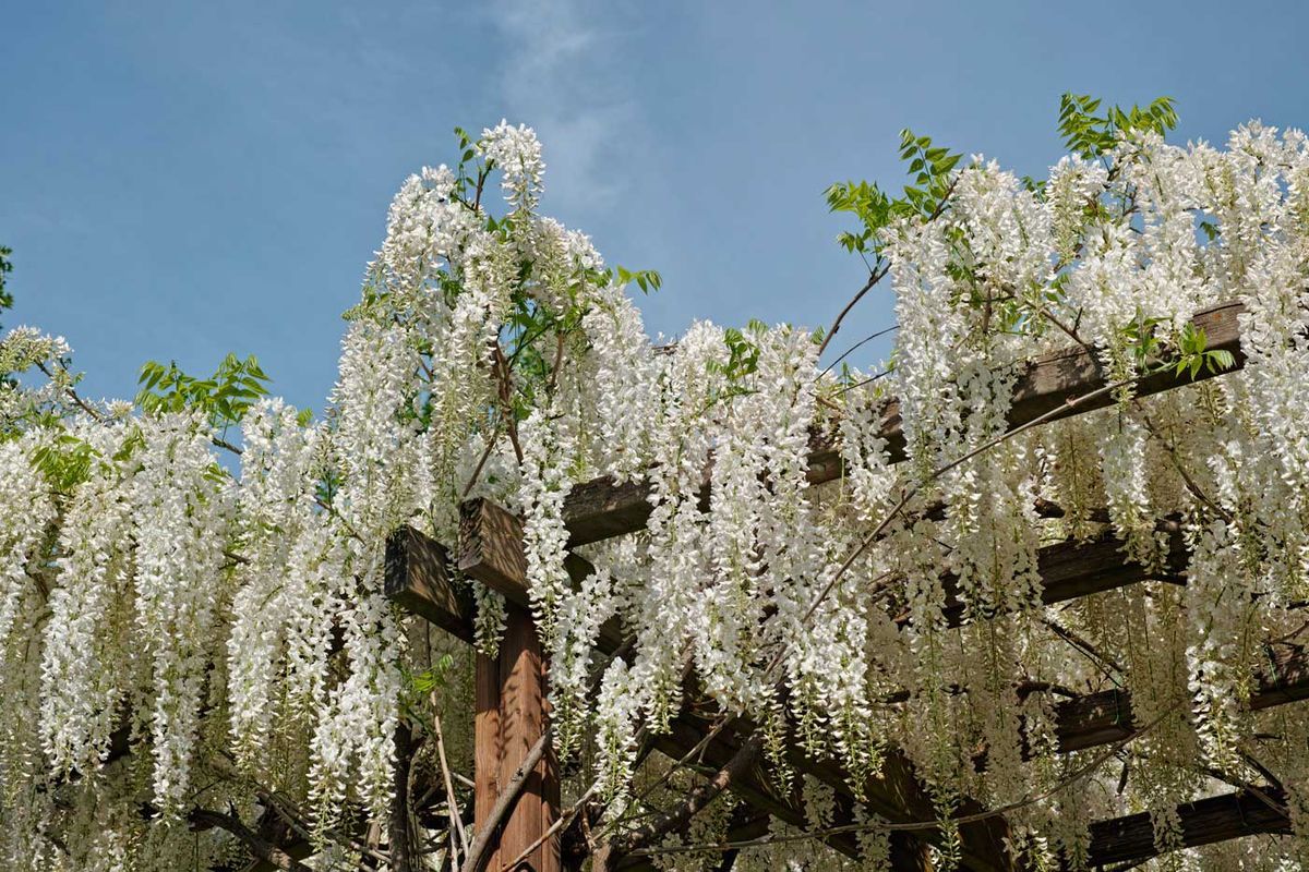 Wisteria sinensis "Alba​" - glicinia blanca