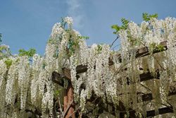 Wisteria sinensis "Alba​" - glicinia blanca