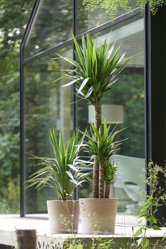 Yucca 3 toncos c-22 troncos  90-60-30