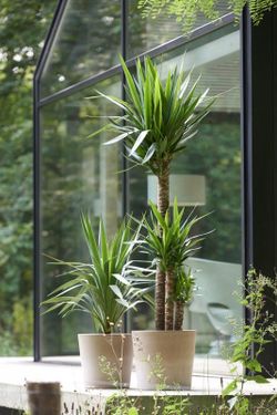 Yucca 3 toncos c-22 troncos  90-60-30