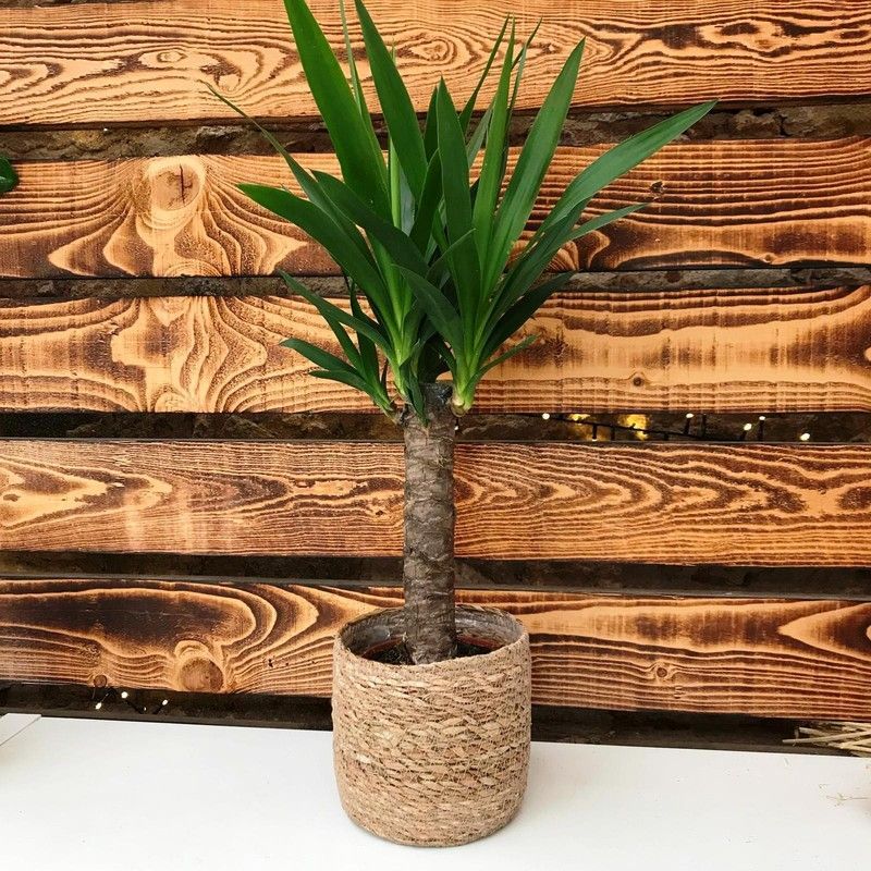 Yucca en macetero de Mimbre