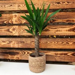 Yucca en macetero de Mimbre