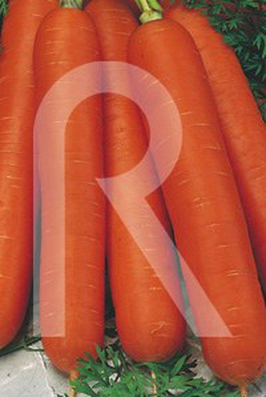 Zanahoria de mesa nantesa toro