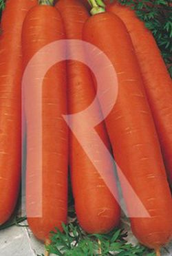 Zanahoria de mesa nantesa toro