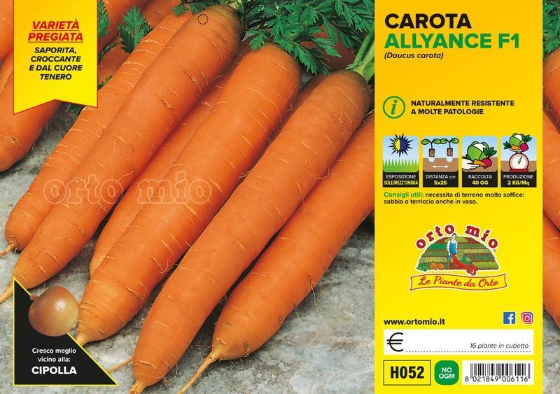 Zanahoria Nantesa Nelson F1 Berlicum 12 Plantas en Pack