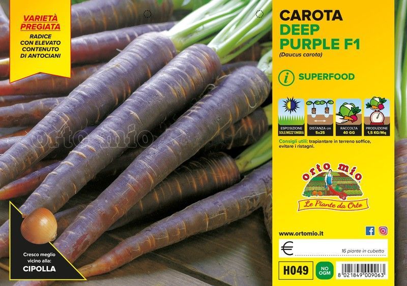 Zanahoria Negra Deep 16 Plantas En Pack