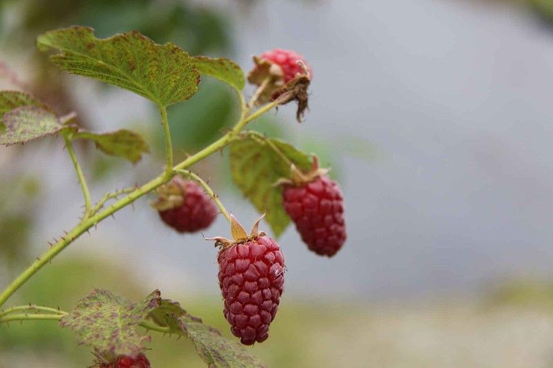 Zarzamora-frambuesa "Tayberry"