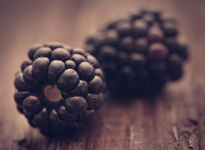 Zarzamora sin espinas, Rubus fruticosus 'Thornfree'