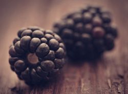 Zarzamora sin espinas, Rubus fruticosus 'Thornfree'